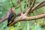 Jamaican Woodpecker